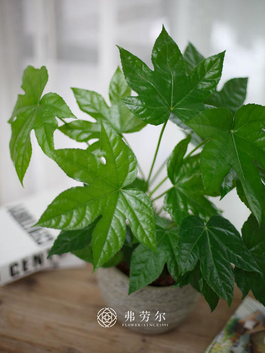 八角金盆 商品图3