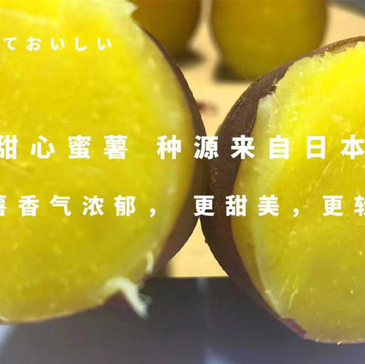 52度良作，网兜装，性价比更高！自然科技窖藏，恒温锁甜。香甜软糯，不干不噎,粗粮中的秀外慧中款，薯中贵族. 一袋3斤！ 商品图2