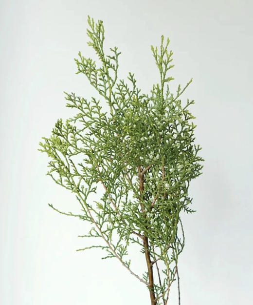 【叶材】扁柏  约3支/扎 商品图2