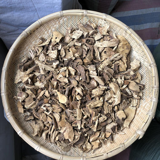 钻地风 云南地方草药 钻地枫 商品图0