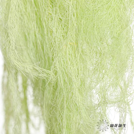 永生花材 | 龙须草翠绿 商品图3