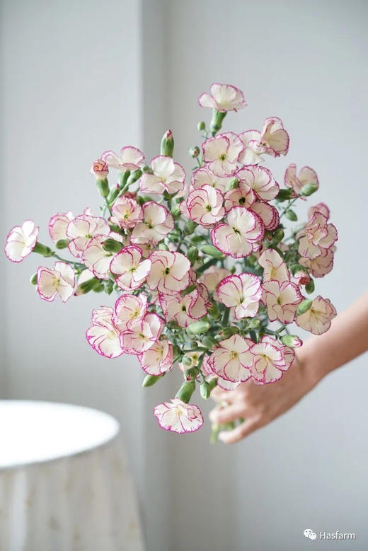 【缇娜】波萝蜜，蝴蝶康，紫边色，18-20支/扎 商品图0