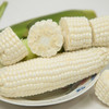 四川攀枝花牛奶玉米 净重5-8斤装 高山露天生长 生态种植 甜糯可口 生熟两吃 商品缩略图13