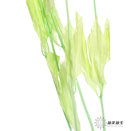 永生花材 ｜ 桔子叶翠绿 商品图5