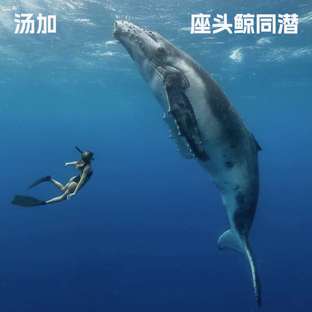 【小众上新】与座头鲸同潜·汤加责任旅行招募｜我们会一起遇见鲸鱼吗？