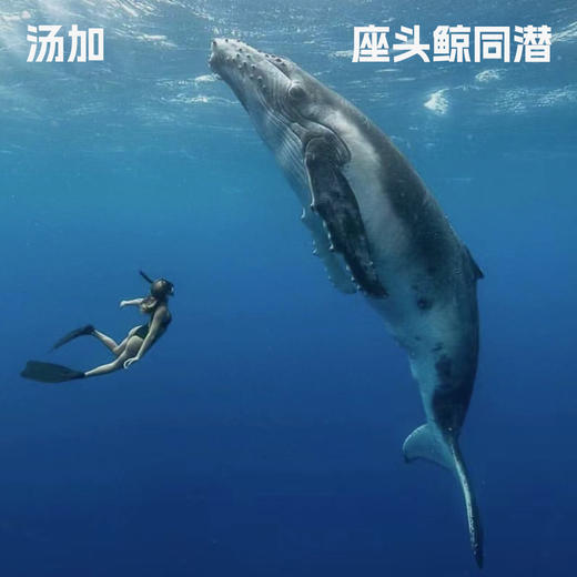 【小众上新】与座头鲸同潜·汤加责任旅行招募｜我们会一起遇见鲸鱼吗？ 商品图0