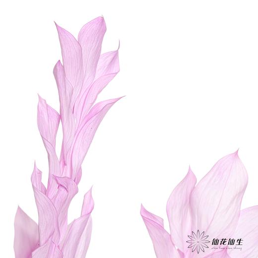 永生花材 | 桔子叶香芋紫 商品图3
