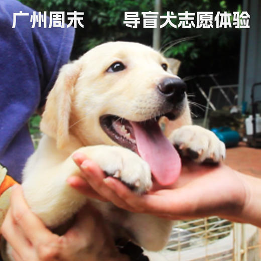 广州周末·导盲犬志愿体验 商品图0