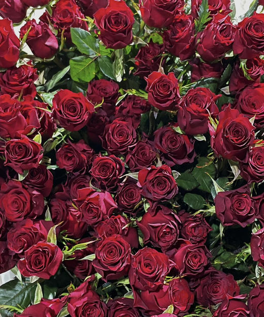 【昆明玫瑰】高原红，20支/扎A级 商品图5