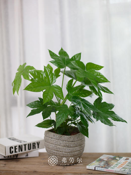 八角金盆 商品图2