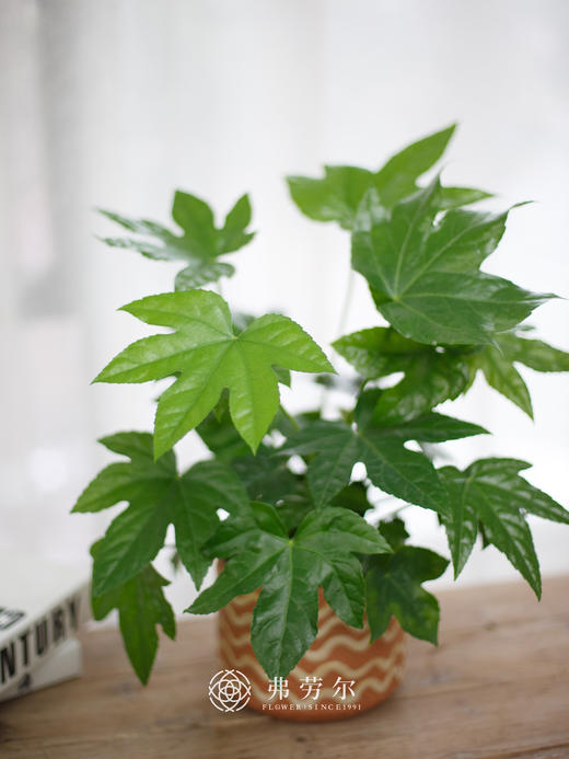 八角金盆 商品图0