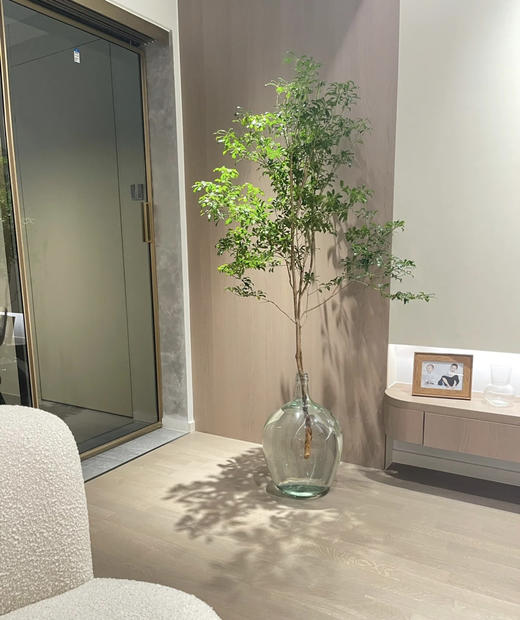 【大枝】进口马醉木 约1.5米 型态如图 单枝（快递可运费到付） 商品图2