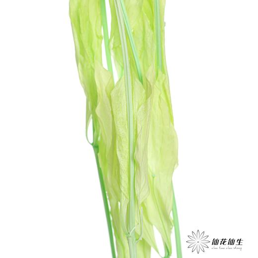 永生花材 ｜ 桔子叶翠绿 商品图3