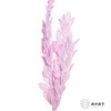 永生花材 | 桔子叶香芋紫 商品缩略图1