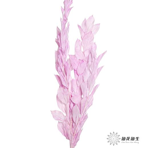 永生花材 | 桔子叶香芋紫 商品图1