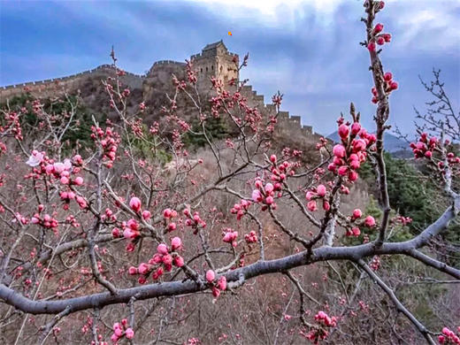 4.12【金山岭杏花节1日】2026第五届金山岭长城国际徒步大会｜智汇长城·花漾未来の人与机器人共登长城徒步大会 商品图2