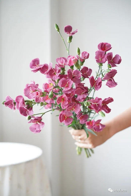 【布诺】波萝蜜，蝴蝶康，复古紫色，18-20支/扎 商品图0