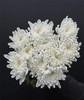 【寄托】菊花 大白菊 10支/扎 商品缩略图3