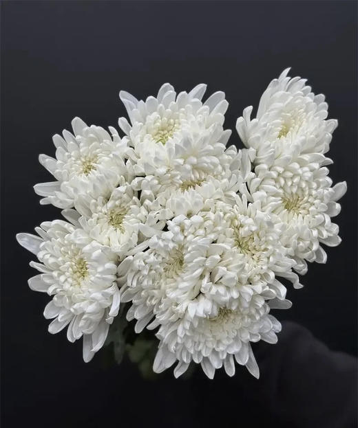 【寄托】菊花 大白菊 10支/扎 商品图3