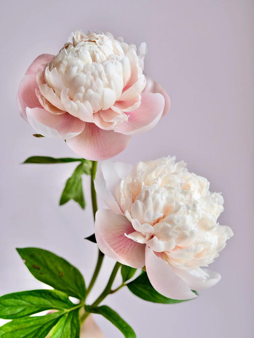 【预售！4.20起陆续发出】欧文斯上校【有的人温柔得连指尖都是粉色，比如说你】简小姐精选进口芍药 欧文斯上校 2件包邮 顺丰空运直发 商品图0