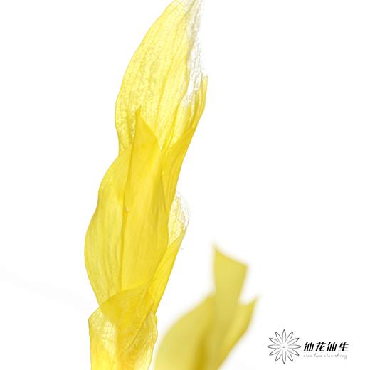 永生花材 | 桔子叶黄 商品图3