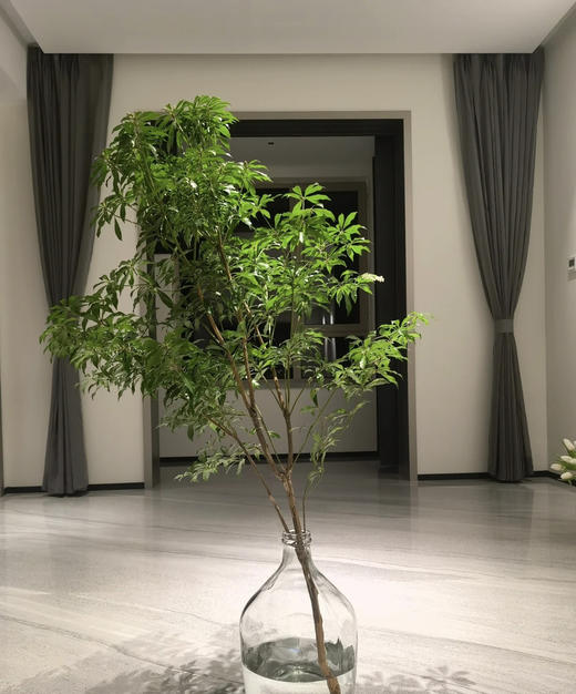 【大枝】进口马醉木 约1.5米 型态如图 单枝（快递可运费到付） 商品图5