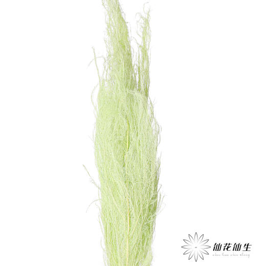 永生花材 | 龙须草翠绿 商品图1