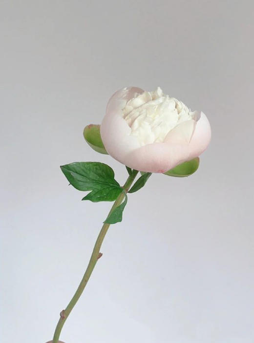 【预售！4.20起陆续发出】欧文斯上校【有的人温柔得连指尖都是粉色，比如说你】简小姐精选进口芍药 欧文斯上校 2件包邮 顺丰空运直发 商品图8