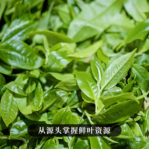 【老班章熟茶】你喝过用老班章古树来发酵的熟茶吗？重磅硬通货十一年陈老班章熟茶来袭357克/饼 商品图2