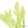 永生花材 ｜ 桔子叶翠绿 商品缩略图0