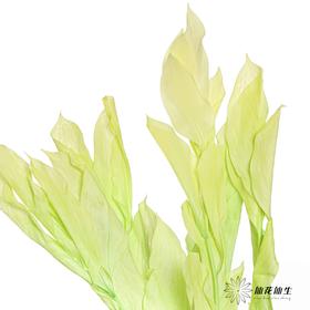 永生花材 ｜ 桔子叶翠绿