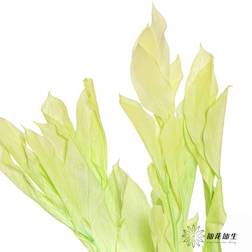永生花材 ｜ 桔子叶翠绿 商品图0