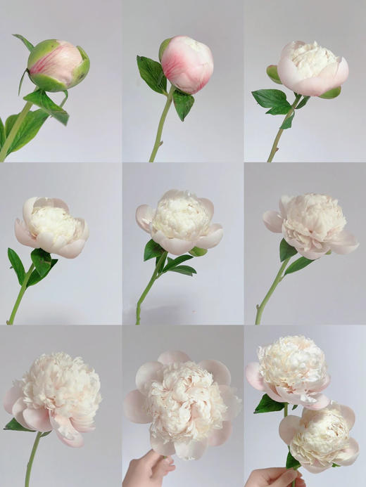 【预售！4.20起陆续发出】欧文斯上校【有的人温柔得连指尖都是粉色，比如说你】简小姐精选进口芍药 欧文斯上校 2件包邮 顺丰空运直发 商品图5