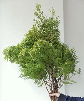 【叶材】扁柏  约3支/扎