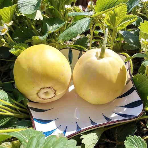 『沂蒙山蜜罐甜瓜』脆甜流蜜，瓜香浓郁，酥嫩可口，能直接带皮啃 商品图8