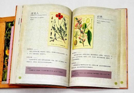 植物文化丛书三种：《染色植物》《糖果植物》《芳香植物》，精装，16开，法 塞尔日.沙著，三联书店2019年版，定价204，售价80元，品相9成。 商品图12
