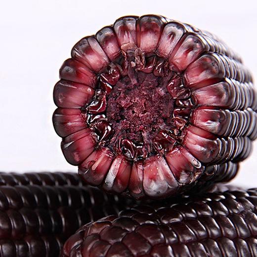  稻宝昌 东北鲜制黑糯玉米棒非转基因真空包邮 10穗2200g 商品图4