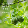 枕草子【檀木佛手】头皮精华油 | 强韧健发，养出绸缎发质 商品缩略图1