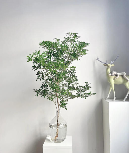 【大枝】进口马醉木 约1.5米 型态如图 单枝（快递可运费到付） 商品图4