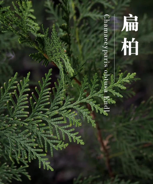 【叶材】扁柏  约3支/扎 商品图1