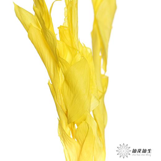 永生花材 | 桔子叶黄 商品图1