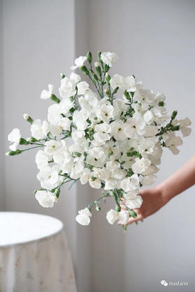 【艾德】波萝蜜，蝴蝶康，白色，18-20支/扎