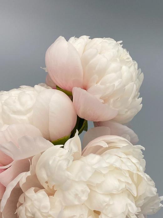 【预售！4.20起陆续发出】欧文斯上校【有的人温柔得连指尖都是粉色，比如说你】简小姐精选进口芍药 欧文斯上校 2件包邮 顺丰空运直发 商品图13