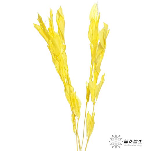 永生花材 | 桔子叶黄 商品图2