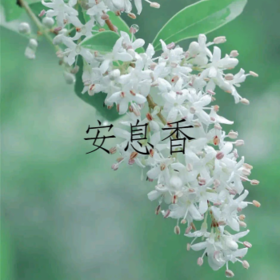 安息香——浮云目断心如水，习静时燃安息香 