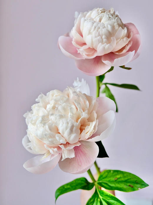 【预售！4.20起陆续发出】欧文斯上校【有的人温柔得连指尖都是粉色，比如说你】简小姐精选进口芍药 欧文斯上校 2件包邮 顺丰空运直发 商品图4