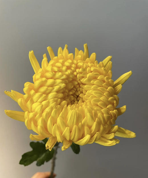 【寄托】菊花 大黄菊 10支/扎 商品图2