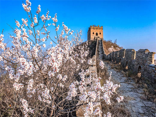 4.12【金山岭杏花节1日】2026第五届金山岭长城国际徒步大会｜智汇长城·花漾未来の人与机器人共登长城徒步大会 商品图1