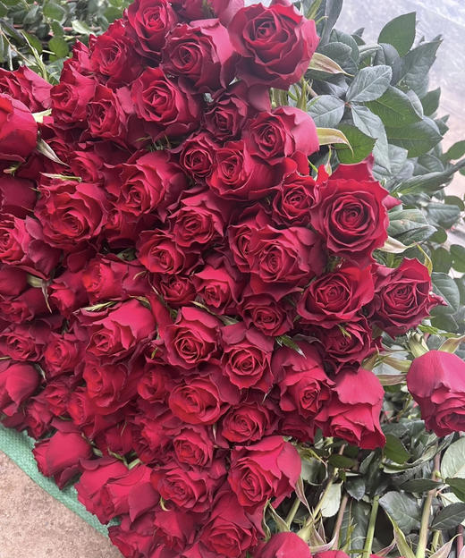 【昆明玫瑰】高原红，20支/扎A级 商品图6