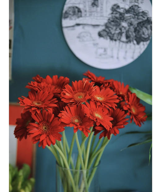 【非洲菊】大红色，18-20支/扎 商品图0